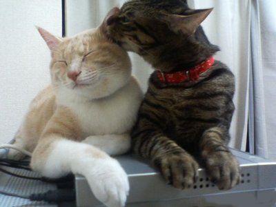 2Chats beaux:un blanc;l'autr brun/noir:fond calinsAmitis entre eux deuximage mimiet forte en mme temps