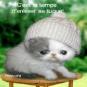 Pti Chat bonnet gris remue sa tête!!blanc grismignon amusant!!